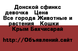 Донской сфинкс девочка › Цена ­ 15 000 - Все города Животные и растения » Кошки   . Крым,Бахчисарай